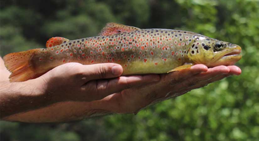 Alabalık Üreticilerine Modern Kuluçkahane Ekipmanları Dağıtıldı