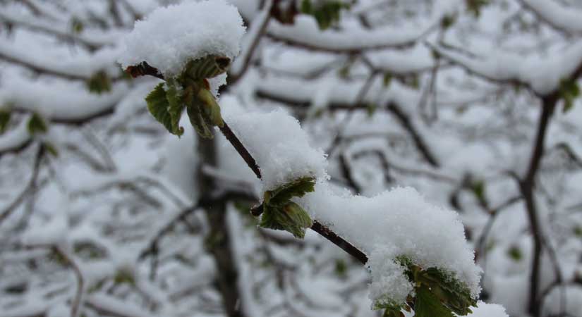 Fındıkta” zirai don” tehlikesi var uyarısı!