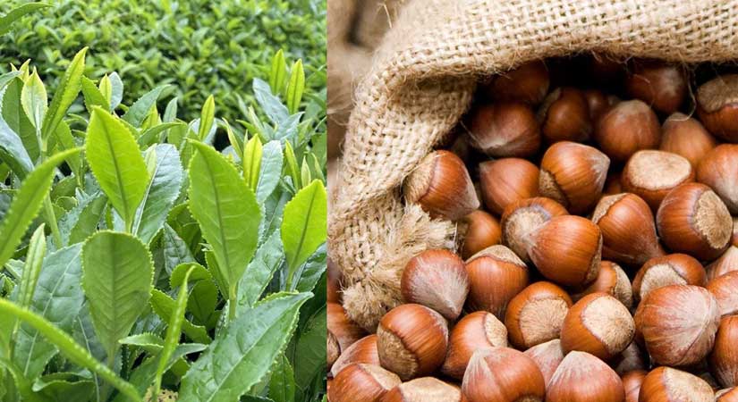 Fındığın Başkenti Giresun’un çayı da bir numara!