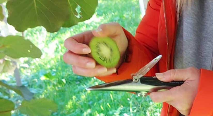 Kivi’de yanlış bakım uyarısı!