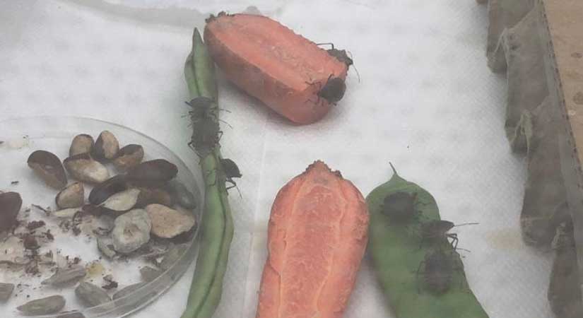 Fındık zararlısı Samuray arısı ile yok edilecek!