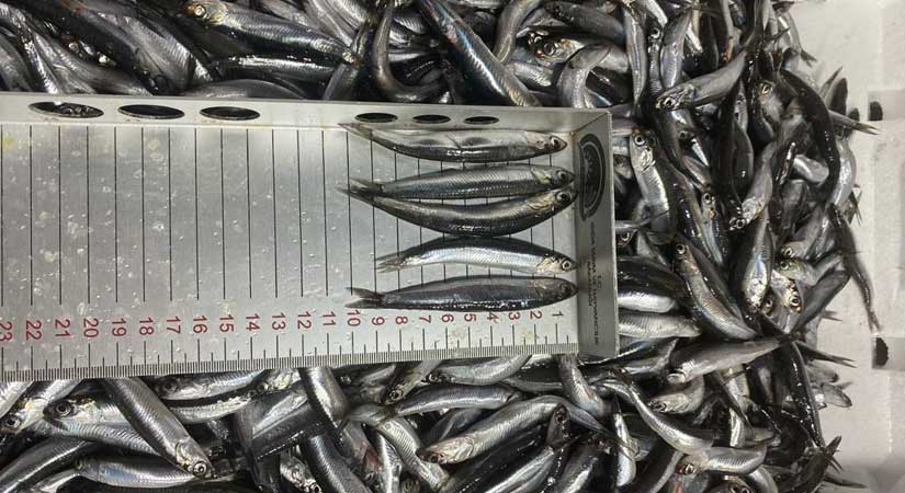 Yasa dışı su ürünleri avcılığı mercek altında