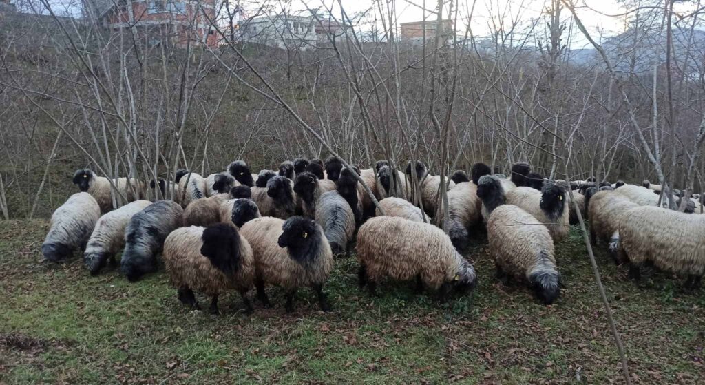 Giresun’da Çepni Koyunu koruma altına alındı