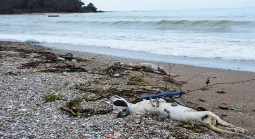 Haykonfed Bulancak sahilindeki hayvan katliamına sessiz kalmadı