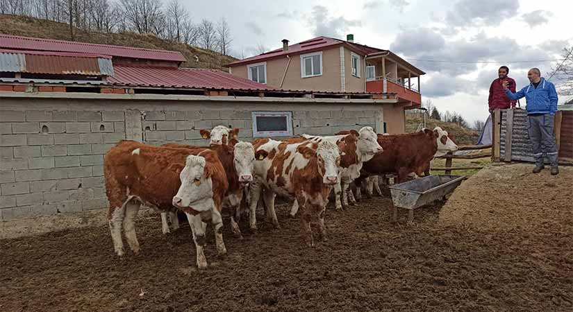 Düve teslimi başladı