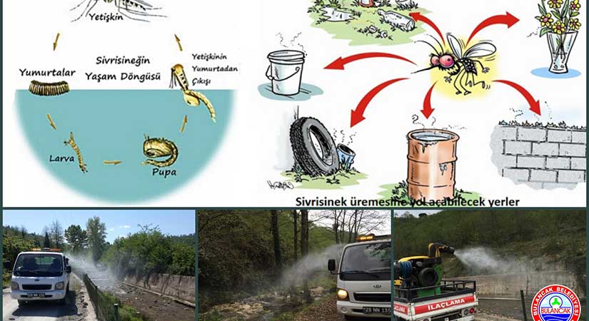 Sivrisinek ve haşerelere karşı Erken Larva Mücadelesi yapılıyor
