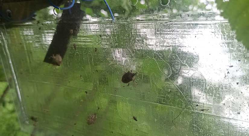 Tirebolu’da Fındık Üreticilerine Kahverengi Kokarca Tuzağı