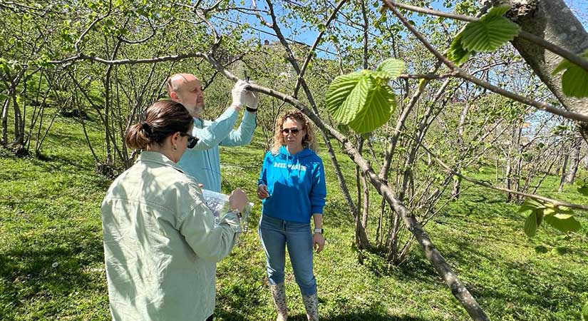Kahverengi Kokarcanın izini süren çalışmalar başladı!