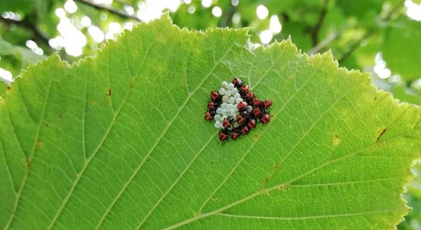 Kahverengi Kokarca tehdidi fındık üretimini tehlikeye atıyor