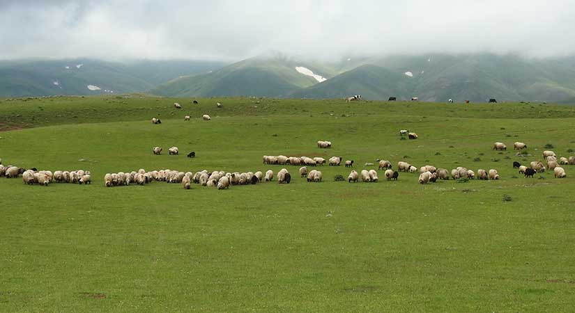 Giresun’da otlatma mevsimi ve yasak dönemler belirlendi