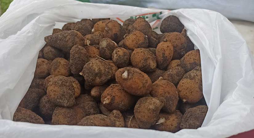 Giresun’da Salep Üretimini Geliştirme Projesi hedefine ulaştı