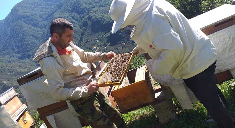 Arılar ve Gençler: Geleceğimiz için hayati bir işbirliği