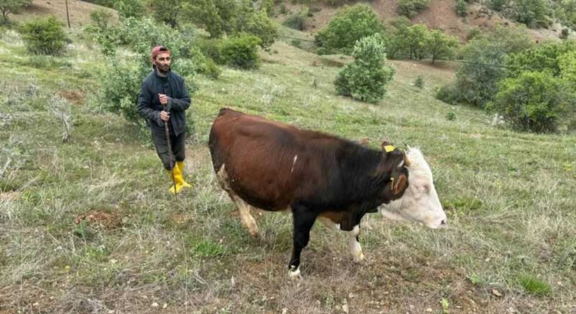 İstanbul’dan Giresun’a, Hayvancılıkla yükselen bir hikaye