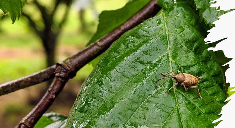 Fındık üreticileri dikkat: İlaçlı mücadele başlıyor