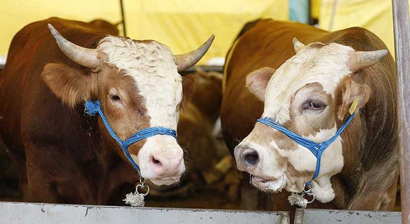 Bakanlık, kurbanlık hayvanlar için teyakkuzda!