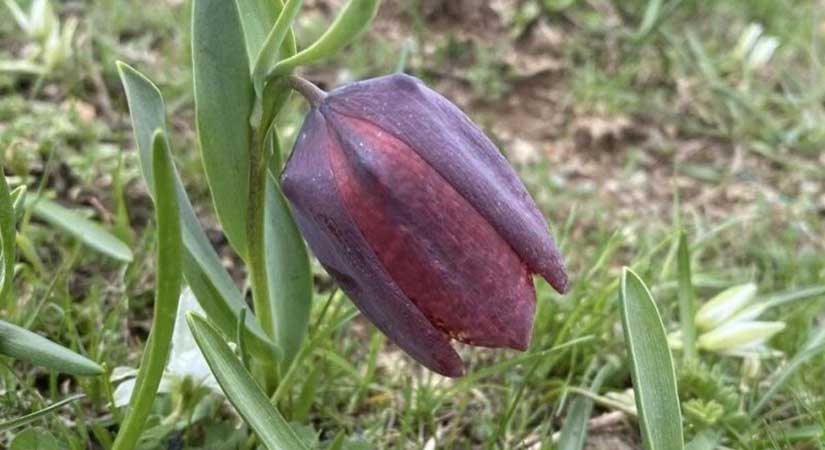 Koparmanın Cezası Çeyrek Milyon