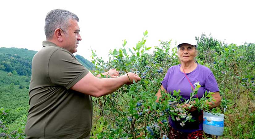 Bulancak’ta Mavi Yemiş hasadı başladı