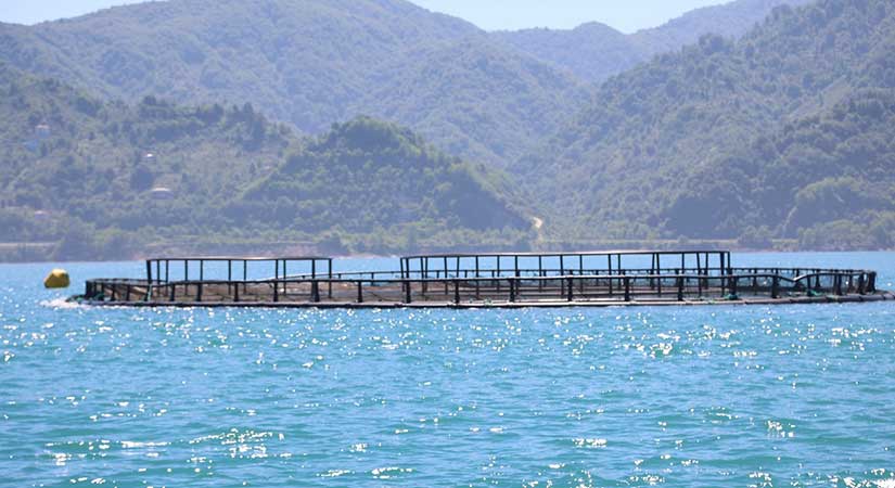 Giresun’da kafes balıkçılığında ilk hasat gerçekleşti