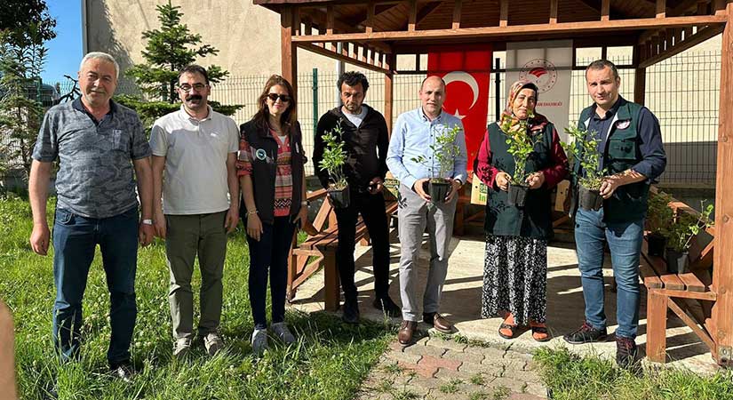 Maviyemiş yetiştiriciliği projesi hayata geçti