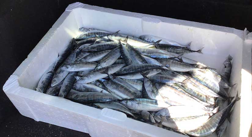 Palamut avcılığına sıkı denetim