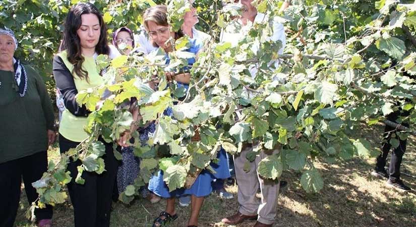 Kaymakam Sarı, fındık topladı