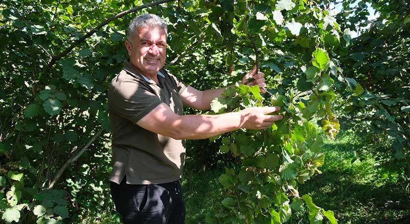Fındık hasat sezonu hayırlı olsun