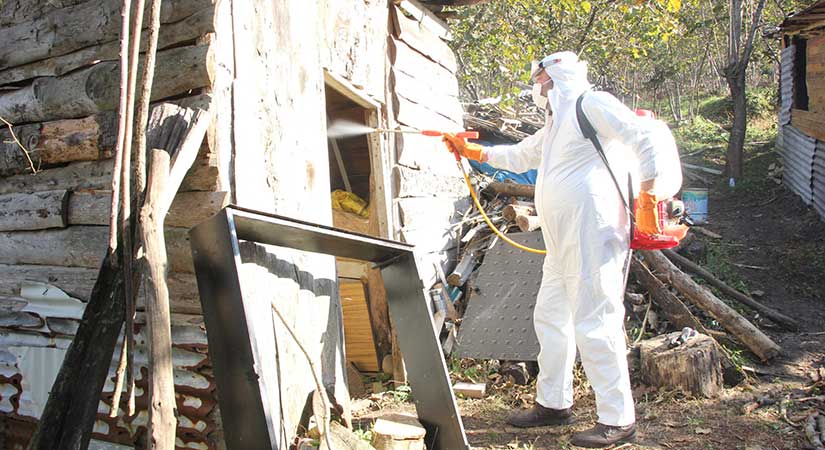 Giresun’da kahverengi kokarca ile mücadele sürüyor