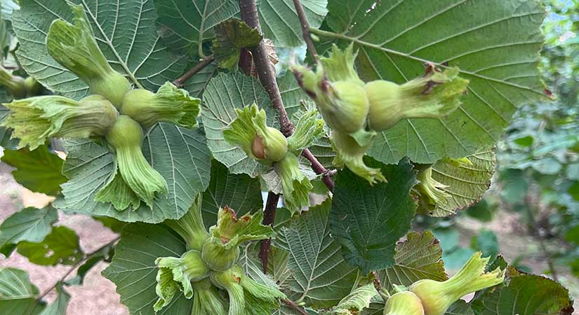 Resmi Gazete’de yayımlandı % 100 hasara 4200 tl ödenecek