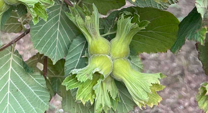 Fındıkta ihracat rekoru; hem miktar hem gelir arttı