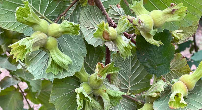 20 binden fazla üretici henüz başvuru yapmadı