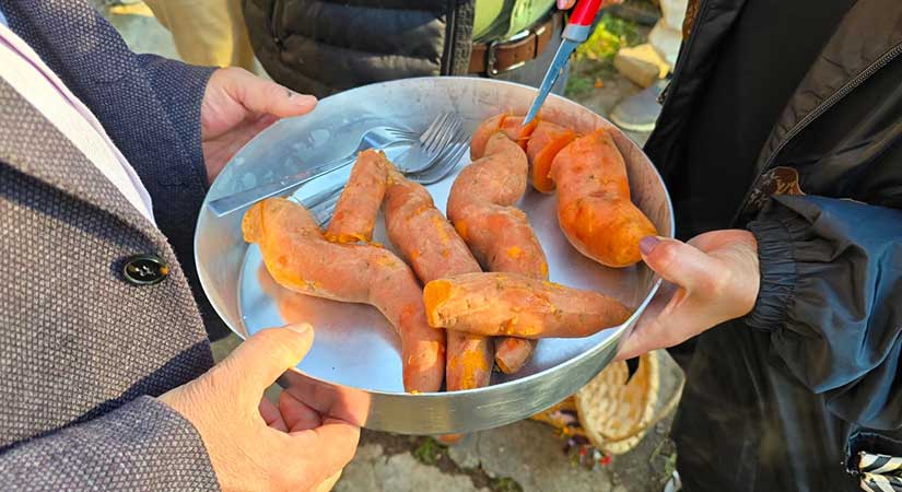 Giresun’da tatlı patates üretimi yaygınlaşıyor