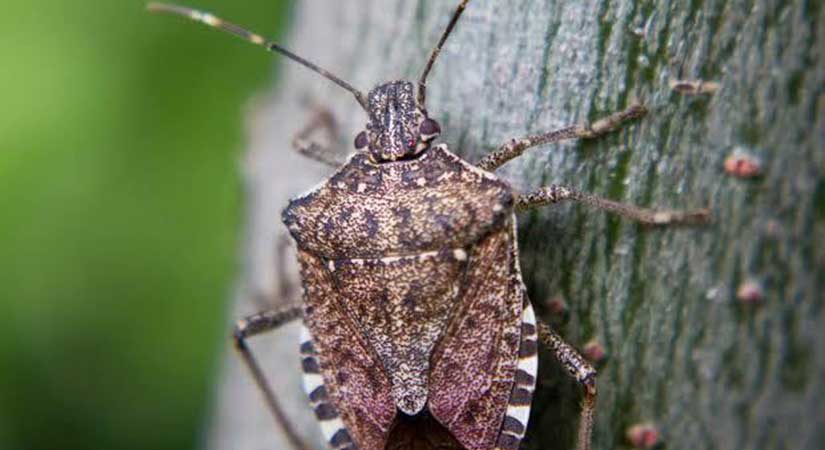 Giresun Ticaret Borsasından kokarca uyarısı