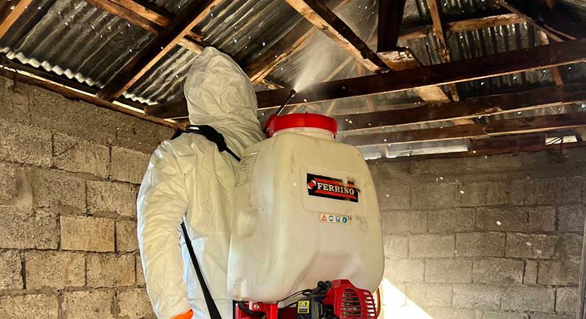 Giresun’da Kahverengi Kokarca mücadelesi sürüyor