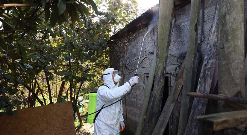 Fındık zararlısına karşı ilaçlı mücadele hız kazandı