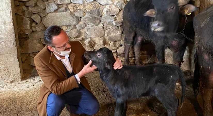 Manda yetiştiriciliğine destek devam ediyor