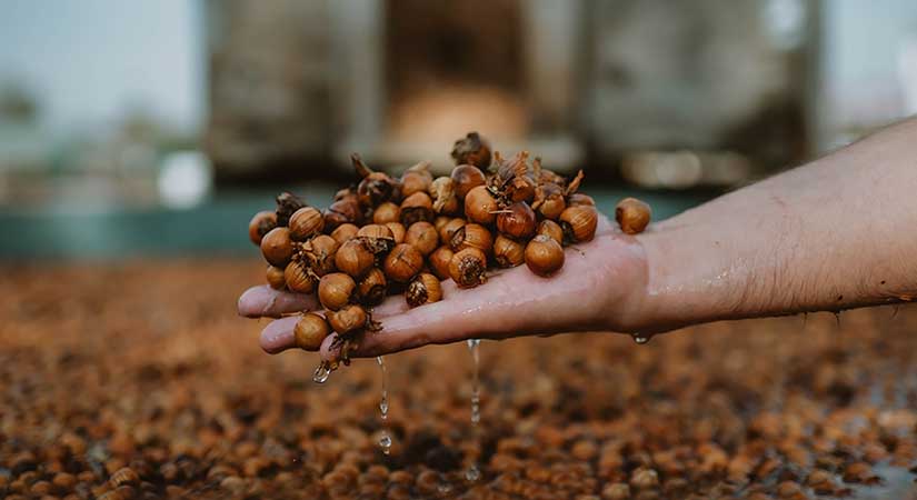 Fındık kentteki mekanları değiştirip dönüştürüyor