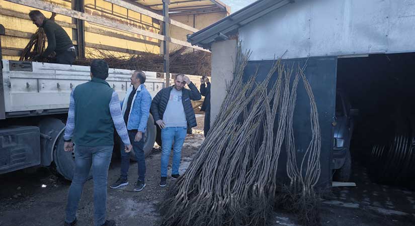 Giresun’da meyve bahçeleri kuruluyor