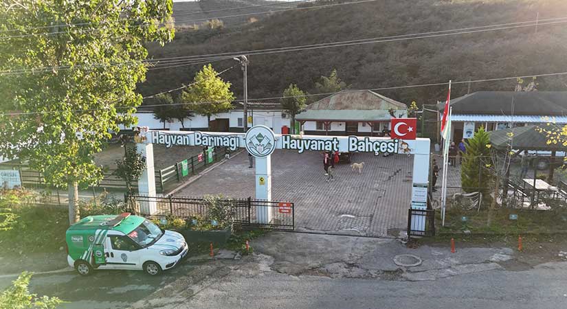 Giresun Belediyesi’nden hayvanlara şefkat eli