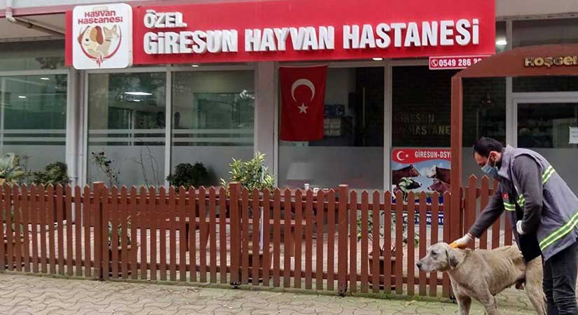 Piraziz Belediyesi’nden, sokak hayvanlarına koruma