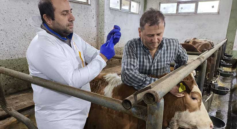 Hastalıktan ari hayvan işletmeleri çoğalıyor