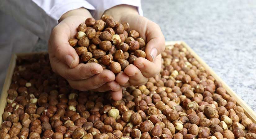 Fındık piyasasında hareketli beş ay!