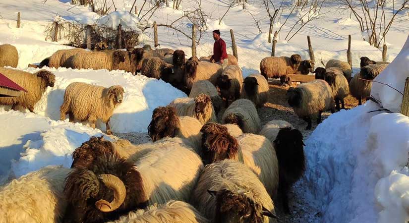 Hayvanlarıyla mahsur kalan vatandaş kurtarıldı