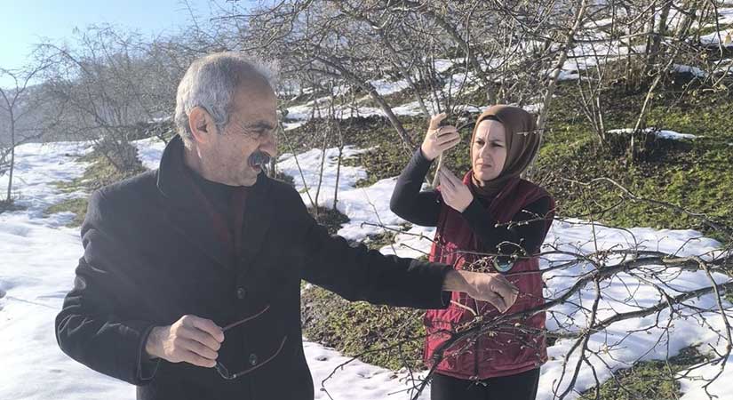 Karadeniz’de fındık için zirai don tehlikesi!