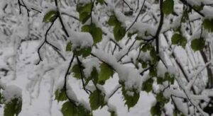 Türkiye genelinde Nisan’da ani soğuk üreticiyi vurabilir