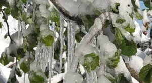 Tarihin en büyük zirai don olaylarından birini yaşıyoruz