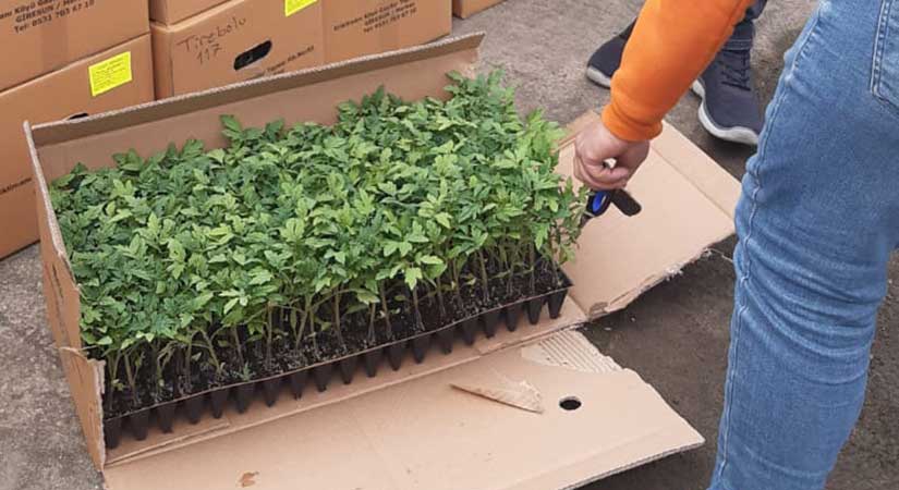 Tirebolu’da çiftçiye domates desteği