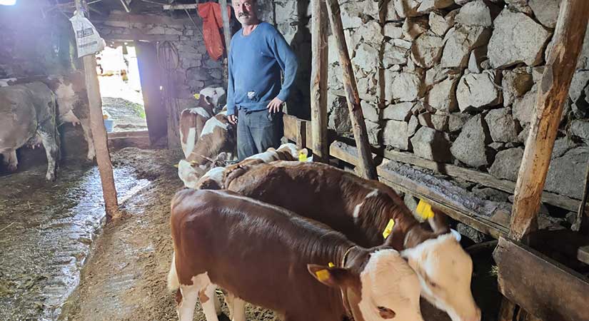 Giresun’da buzağı-malak desteği ödemesi başladı