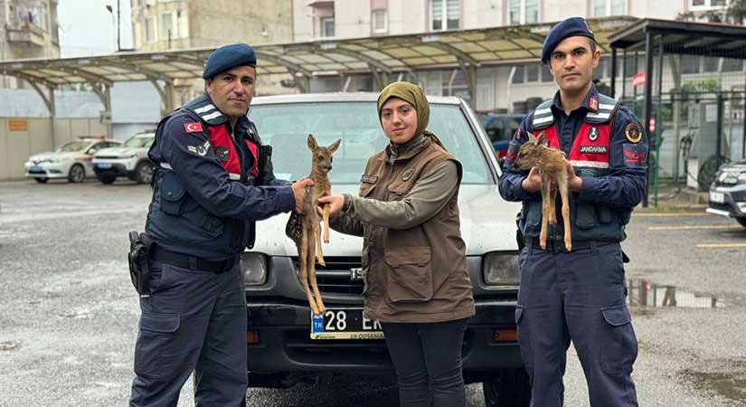 Espiye’de duyarlı jandarma ekipleri harekete geçti