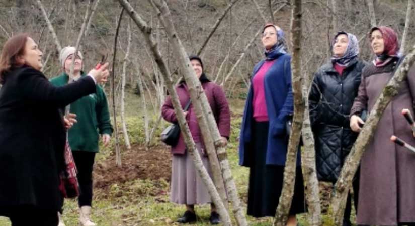 Fındıkta verimi artıracak eğitim