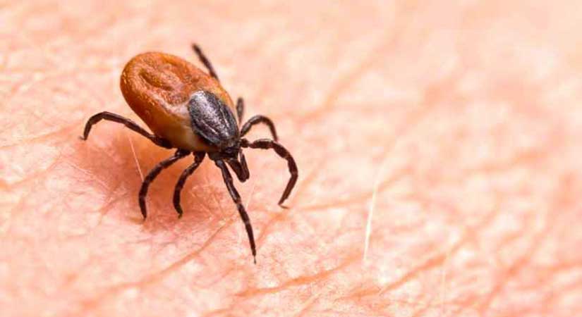 Gizli tehlike kene, hayatınızı altüst edebilir